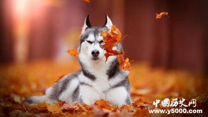 哈士奇資料介紹 哈士奇性格特點 哈士奇怎么養(yǎng)