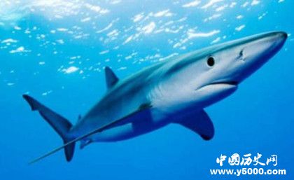 鯊魚抗癌之謎:鯊魚為什么不會(huì)得癌癥 鯊魚抗癌之謎:鯊魚為什么不會(huì)得癌癥