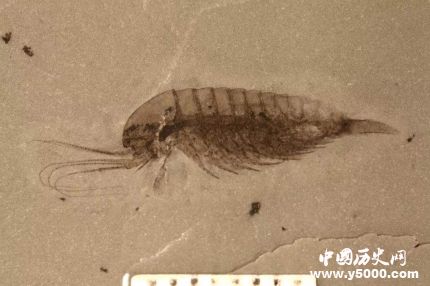 宜昌現(xiàn)清江生物群有哪些價值和意義？