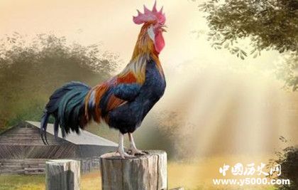 生肖雞是怎么來的屬雞的人有哪些性格特點