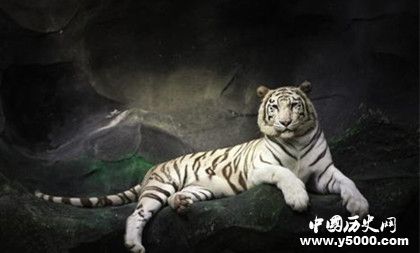 屬虎的人2018年運勢怎么樣屬虎的人和什么屬相最配