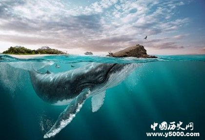 可可島寶藏之謎：可可島寶藏的下落