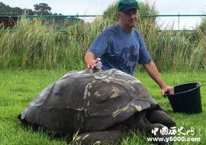 烏龜?shù)膲勖卸嚅L 烏龜?shù)膲勖鼮槭裁茨敲撮L