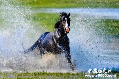 2018中蘊(yùn)杯國(guó)際馬文化攝影藝術(shù)大展獲獎(jiǎng)名單獎(jiǎng)項(xiàng)設(shè)置獎(jiǎng)金多少
