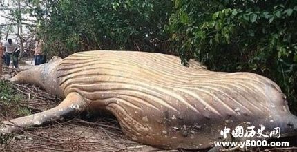 巴西驚現(xiàn)頭鯨尸體座頭鯨種群生存現(xiàn)狀怎么樣？