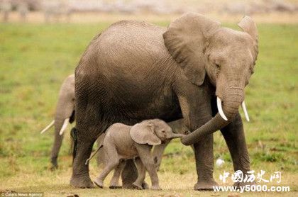 大象的葬禮：大象是如何舉行葬禮的？