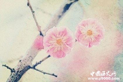 春節(jié)期間適合擺什么花春節(jié)期間什么花會(huì)開(kāi)