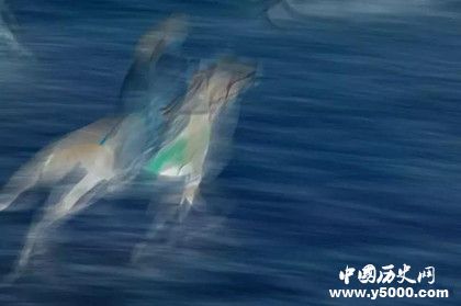 2018中蘊(yùn)杯國際馬文化攝影藝術(shù)大展獲獎(jiǎng)名單獎(jiǎng)項(xiàng)設(shè)置獎(jiǎng)金多少