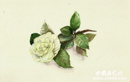 春節(jié)期間適合擺什么花春節(jié)期間什么花會(huì)開(kāi)