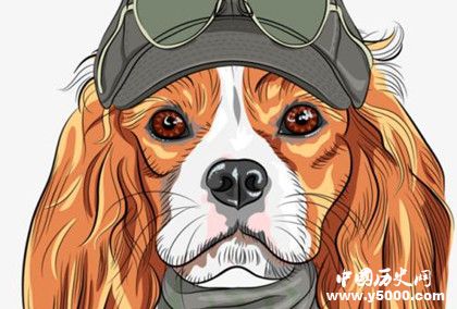 屬狗的人2019年運勢怎么樣屬狗的人幸運物是什么