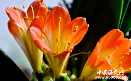 君子蘭的寓意和象征君子蘭為什么不能送人？