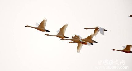 鴻鵠是什么鳥鴻鵠的寓意鴻鵠之志是什么意思？