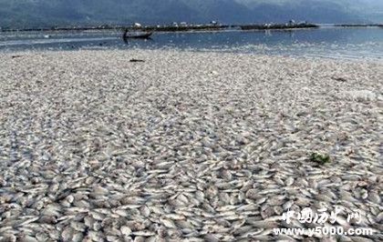 強厄爾尼諾為什么增多厄爾尼諾現(xiàn)象形成原因有哪些危害