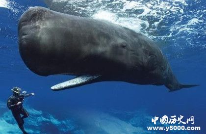 抹香鯨資料介紹 抹香鯨為什么潛水能力那么強(qiáng) 抹香鯨資料介紹 抹香鯨為什么潛水能力那么強(qiáng)