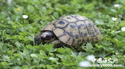 烏龜?shù)膲勖卸嚅L 烏龜?shù)膲勖鼮槭裁茨敲撮L