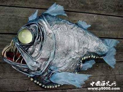 海洋深處有什么生物海洋深處是什么樣子 海洋深處有什么生物海洋深處是什么樣子