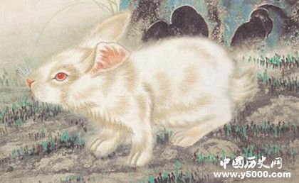 屬兔的人在2019年運勢怎么樣屬兔的人幸運物是什么