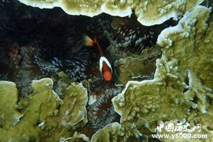 海底玫瑰園地理位置詳情資料 海底玫瑰園是什么樣的