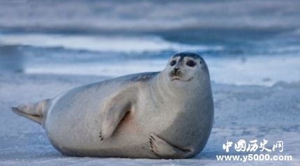 國(guó)際海豹日簡(jiǎn)介國(guó)際海豹日主題國(guó)際海豹日的活動(dòng)有哪些？