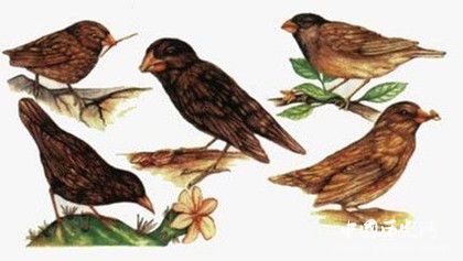 生物進化論創(chuàng)始人是誰生物進化論的主要內(nèi)容有哪些意義