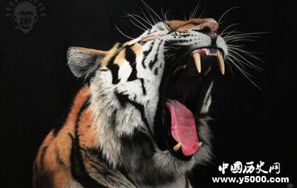 屬虎的人2019年運勢怎么樣屬虎的幸運物是什么