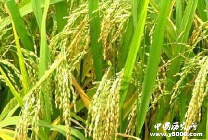 裴保義生平經(jīng)歷簡(jiǎn)介裴保義的貢獻(xiàn)成就有哪些？