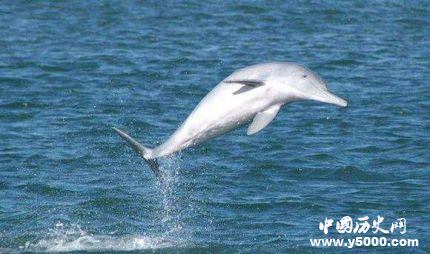 珊瑚裸尾鼠已滅絕全球十大滅絕的動(dòng)物有哪些？