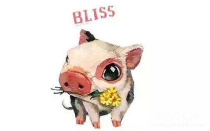 屬豬的人2019年運勢怎么樣屬豬的人幸運物是什么