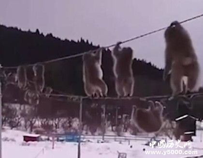 日本獼猴走電線動(dòng)作小快懵日本獼猴為什么走電線