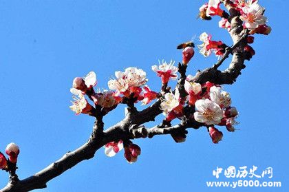 桃花梨花櫻花杏花怎么區(qū)分有哪些特點(diǎn)