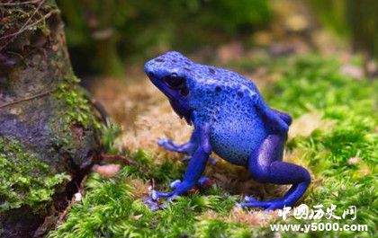 世界上最長(zhǎng)壽的動(dòng)物是什么 青蛙為什么可以活200萬(wàn)年