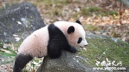 旅日熊貓香香歸還旅日熊貓香香資料簡(jiǎn)介