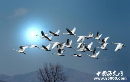 鴻鵠是什么鳥鴻鵠的寓意鴻鵠之志是什么意思？