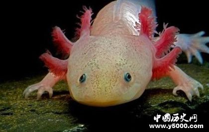 動物肢體再生的秘密：動物為什么可以肢體再生