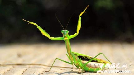 全球昆蟲數(shù)目減少詳情原因介紹全球哪些昆蟲數(shù)目減少嚴重？