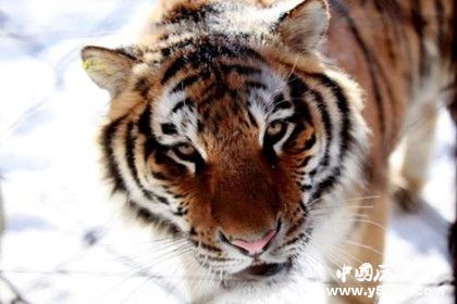 東北虎林園簡介東北虎林園發(fā)展史介紹東北虎林園景點(diǎn)介紹