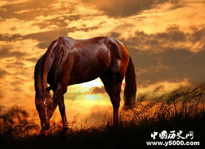 汗血寶馬簡(jiǎn)介汗血寶馬的特點(diǎn)汗血寶馬是哪里的