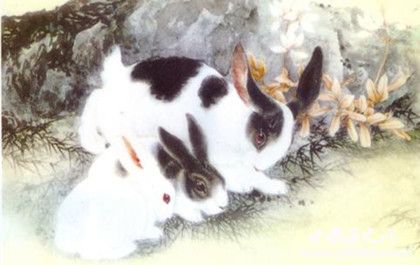 生肖兔簡介生肖兔是怎么來的生肖兔性格特點(diǎn)介紹