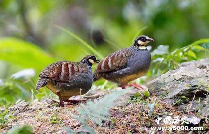 鷓鴣鳥的寓意鷓鴣鳥象征意義是什么？