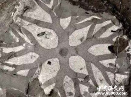 宜昌現(xiàn)清江生物群有哪些價(jià)值和意義？