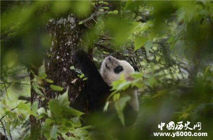 圈養(yǎng)大熊貓琴心小核桃放歸自然大熊貓放歸有什么條件？