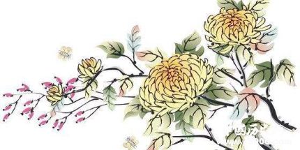 菊花為什么代表隱士菊花被叫花中隱士的原因