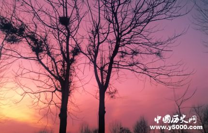 連理枝簡介連理枝的詩句連理枝是什么植物？