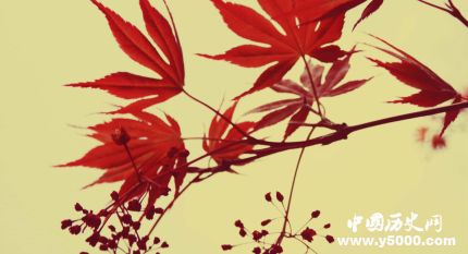 楓葉的寓意楓葉象征著什么意思？