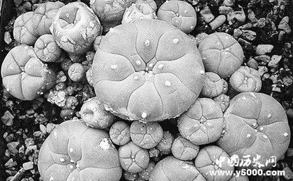 世界上可以讓人產(chǎn)生幻覺的植物為什么會產(chǎn)生幻覺