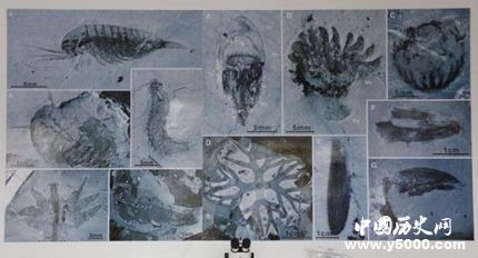 宜昌現(xiàn)清江生物群寒武紀生命大爆發(fā)的原因是什么？