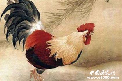 生肖雞是怎么來的屬雞的人有哪些性格特點