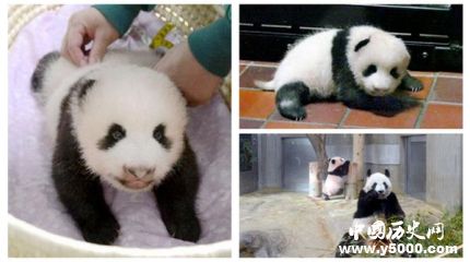 旅日熊貓香香歸還旅日熊貓香香資料簡(jiǎn)介