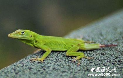 動(dòng)物肢體再生的秘密：動(dòng)物為什么可以肢體再生