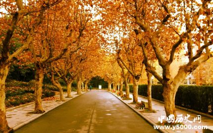 梧桐的寓意梧桐樹為什么能引來金鳳凰？